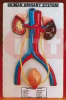 HUMAN URINARY SYSTEM